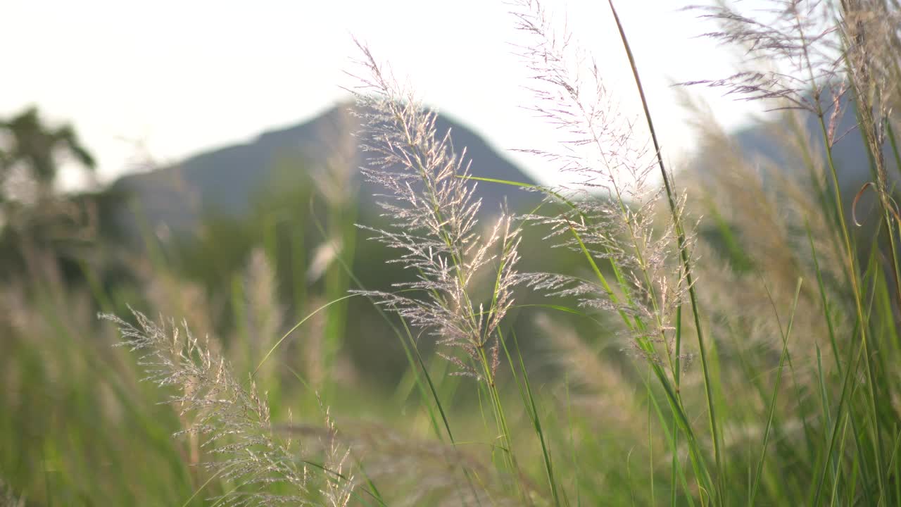 夕阳下的芦苇视频素材