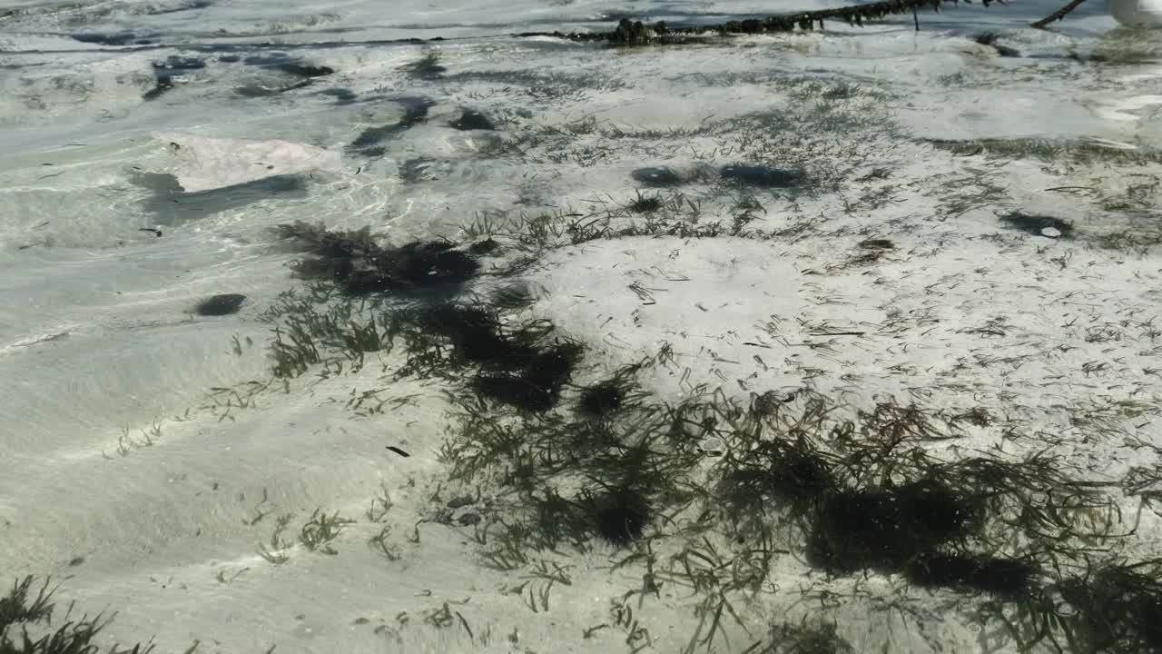 很多海胆躺在桑给巴尔洋底的浅水里视频素材