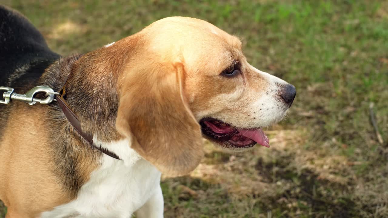 在一个阳光明媚的日子里，一只拴着皮带的纯种小猎犬和主人一起在公园里散步。视频素材