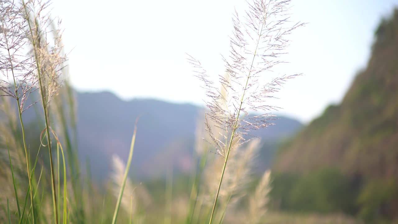 夕阳下的芦苇视频素材