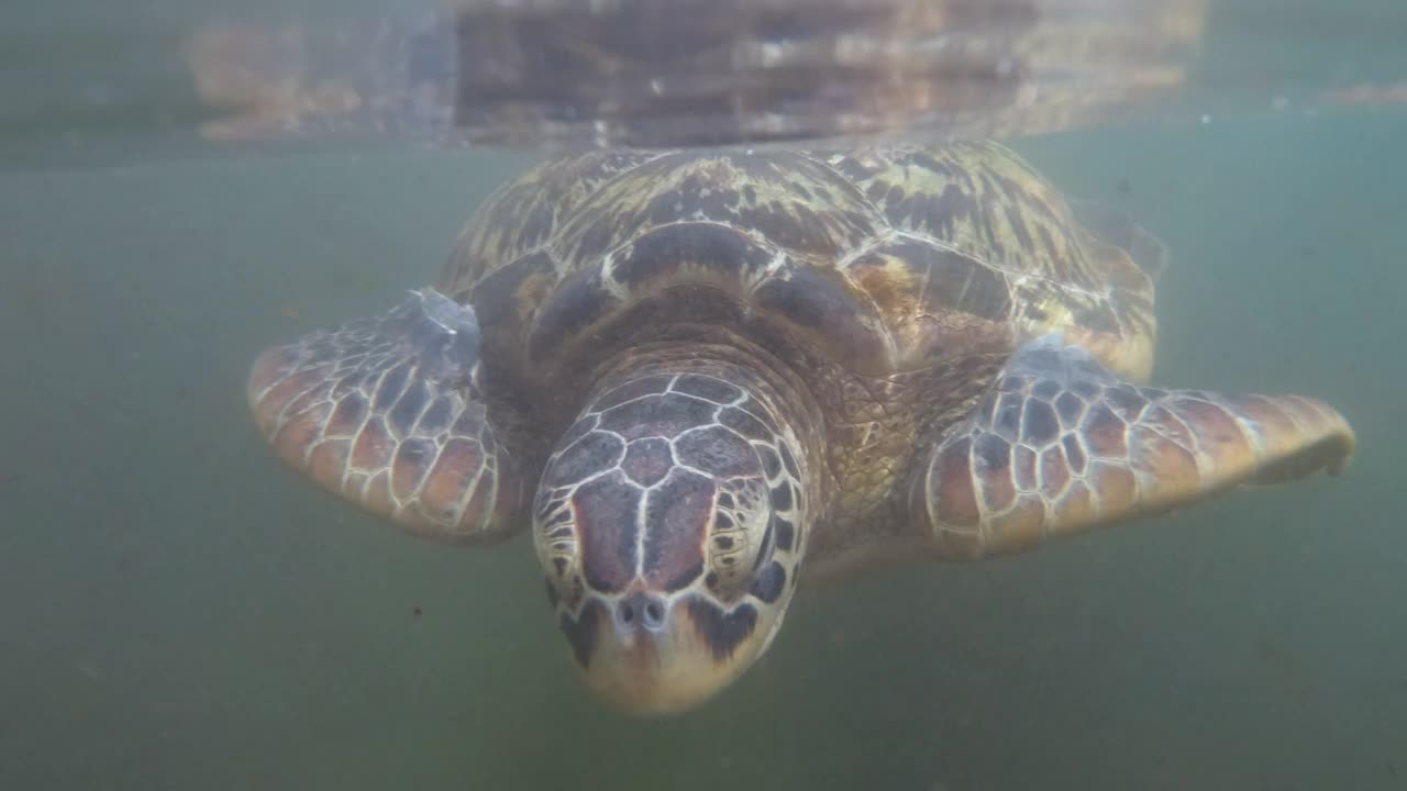 非洲桑给巴尔，巴拉卡自然水族馆，巨大的海龟在水下游泳视频素材