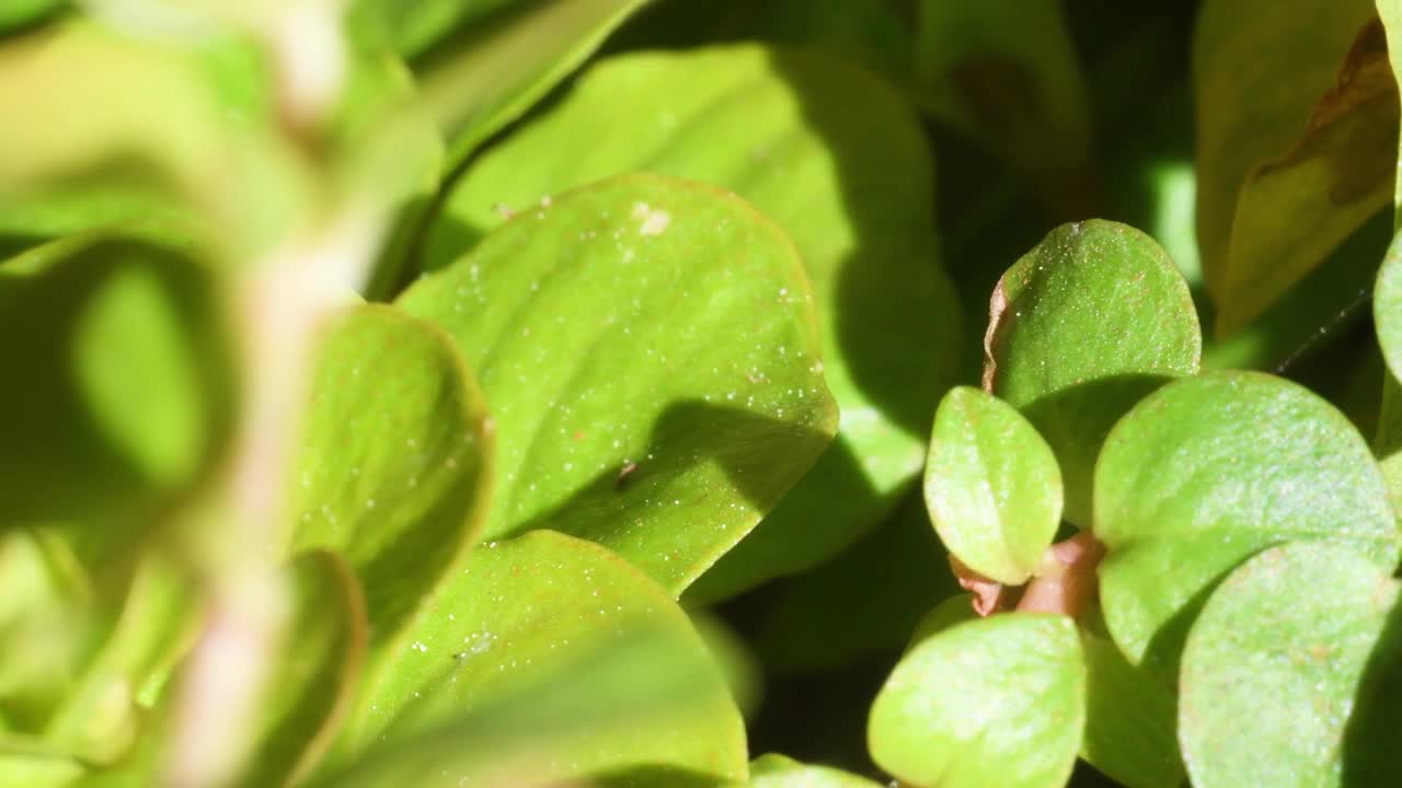 异色瓢虫，异色瓢虫视频素材