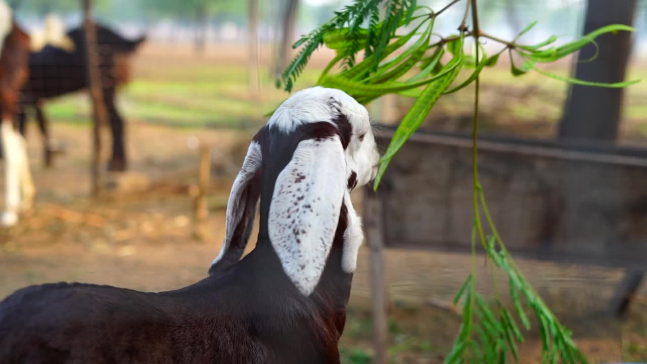 棕白相间的小山羊正在吃群里挂着的青草。在一个阳光明媚的冬日里，鲜花盛开的田野。视频素材