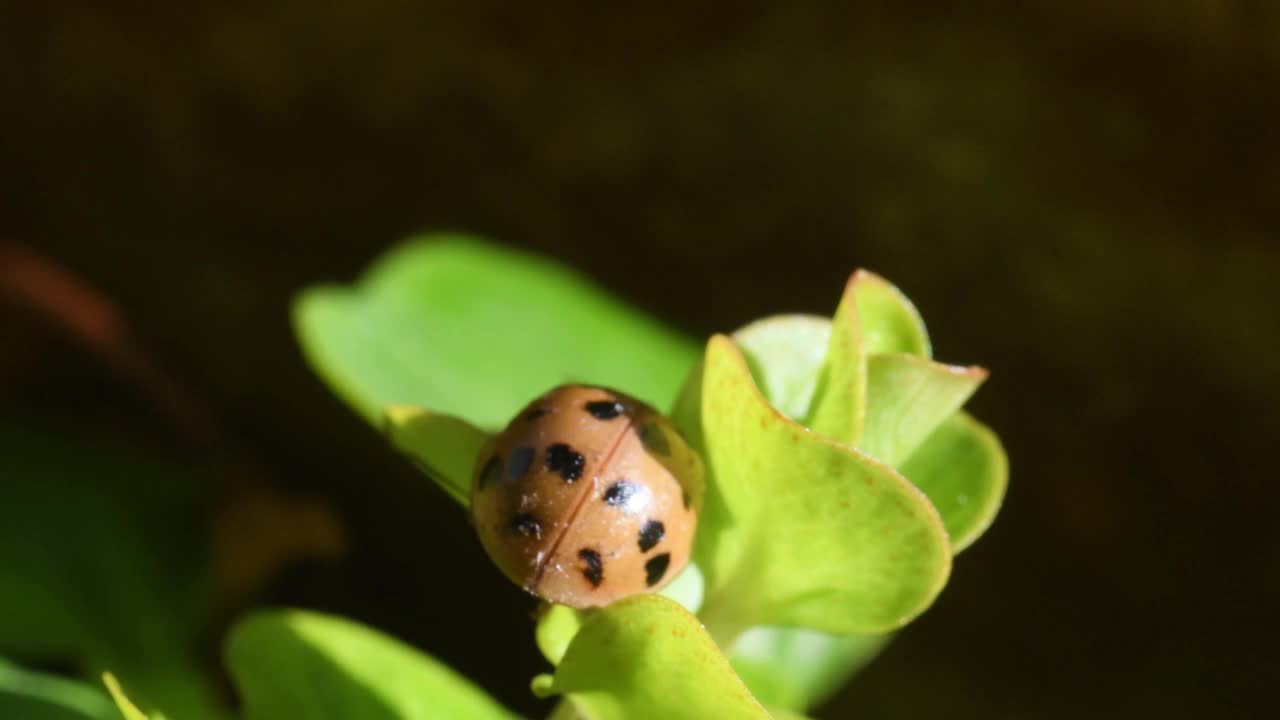 异色瓢虫，异色瓢虫视频素材