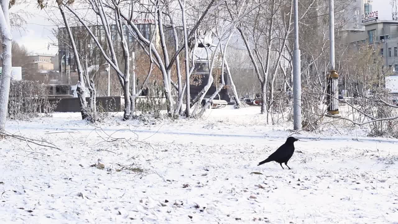 城市广场初雪下孤独的乌鸦觅食，冬季开始的鸟儿觅食，雪景城市视频素材