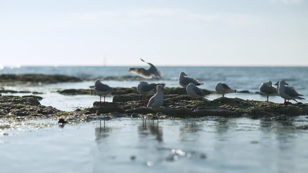 海鸥视频素材