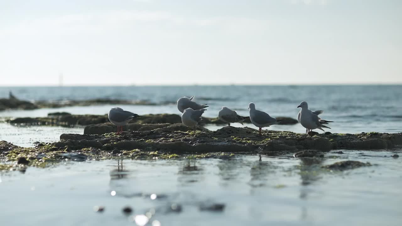 海鸥视频素材