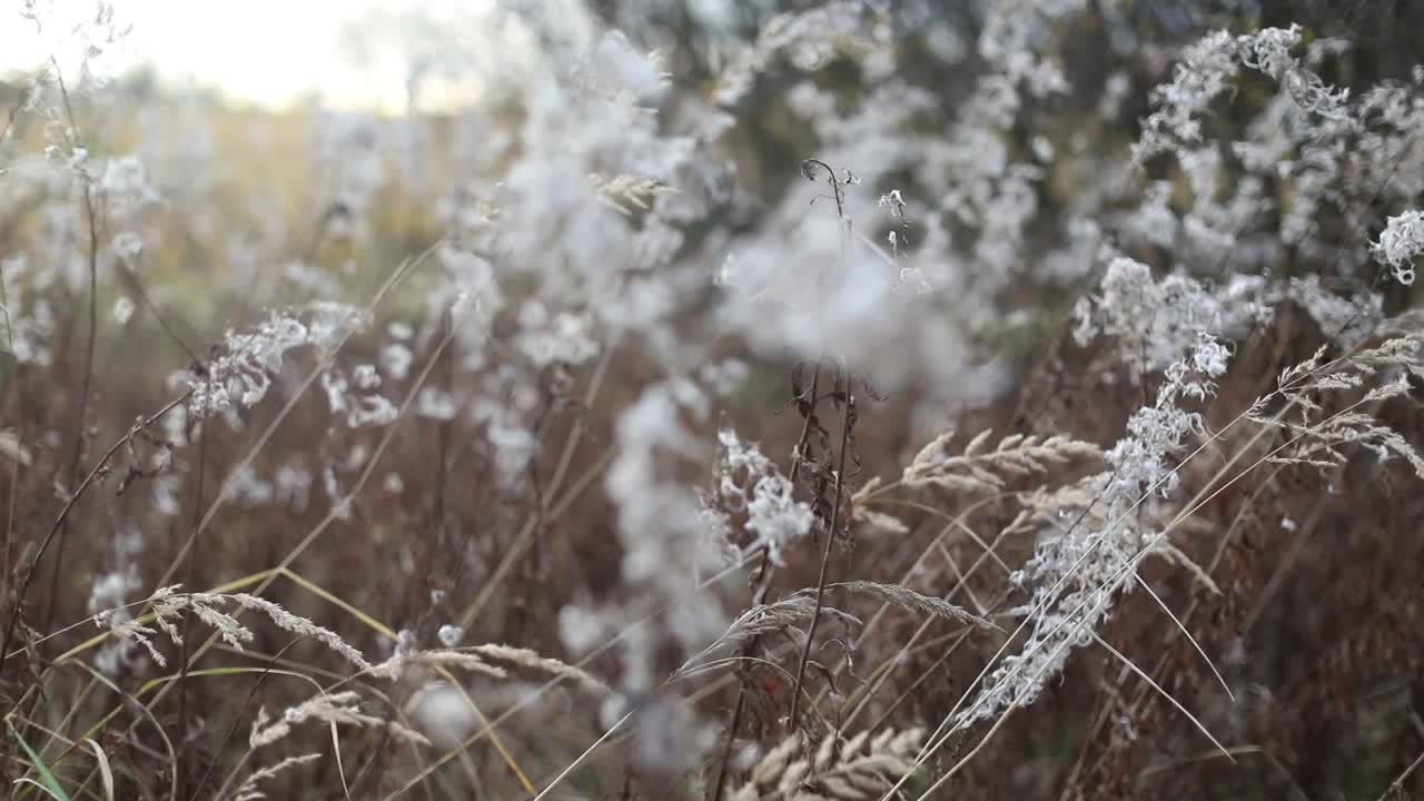 草茎随风摇摆。秋草背景。高质量的全高清镜头视频素材