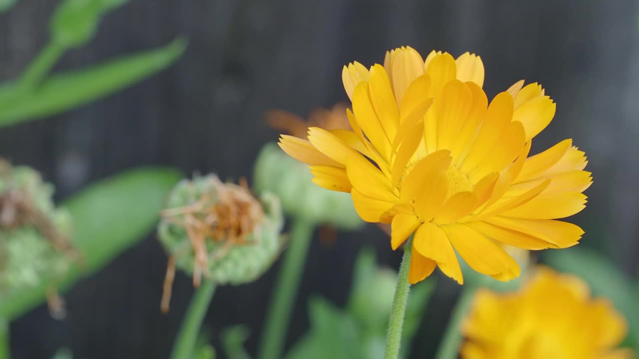 花金盏菊(金盏菊，花盆，花园或英国金盏花)。药草金盏草的特写。视频素材