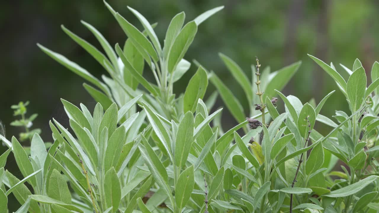 常见鼠尾草、芳香药草和香料。花园里的药用鼠尾草。视频素材