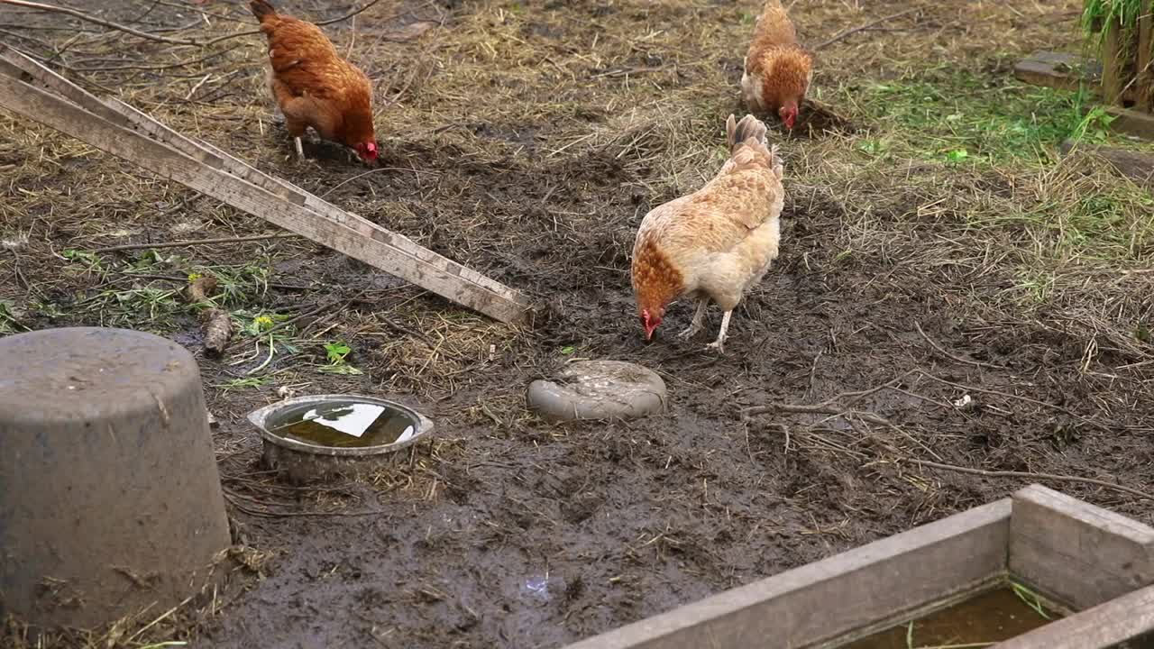 有机农场放养鸡，在牧场背景的院子里自由放牧。母鸡在自然生态农场吃草。现代畜牧业与生态农业。动物权利的概念视频素材