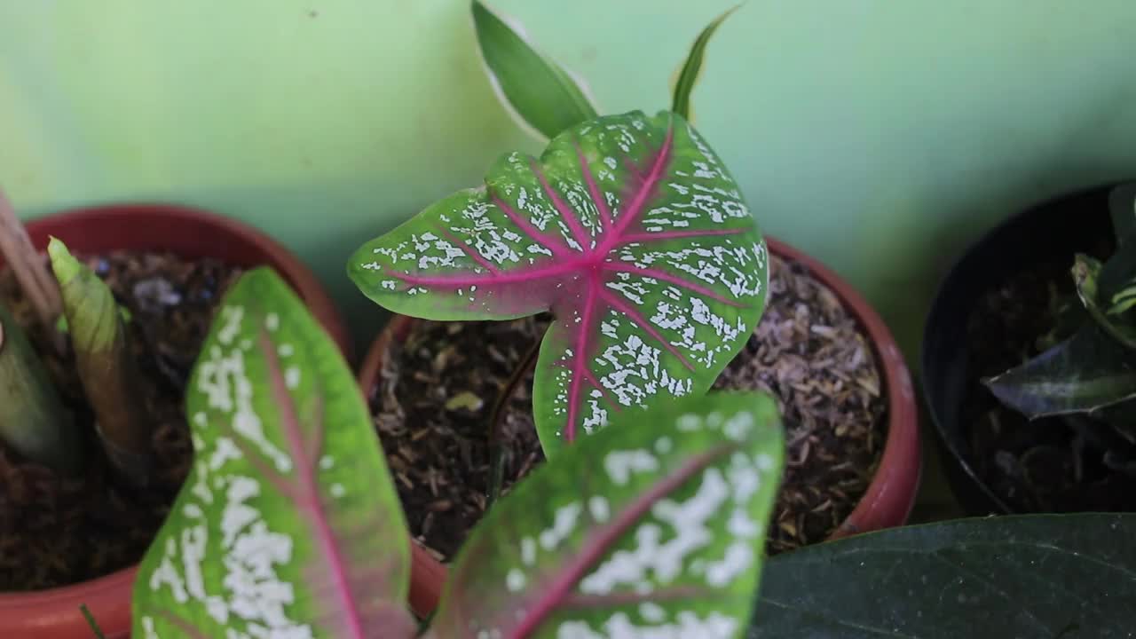 园艺:早上在后院给卡拉蒂室内植物浇水视频素材