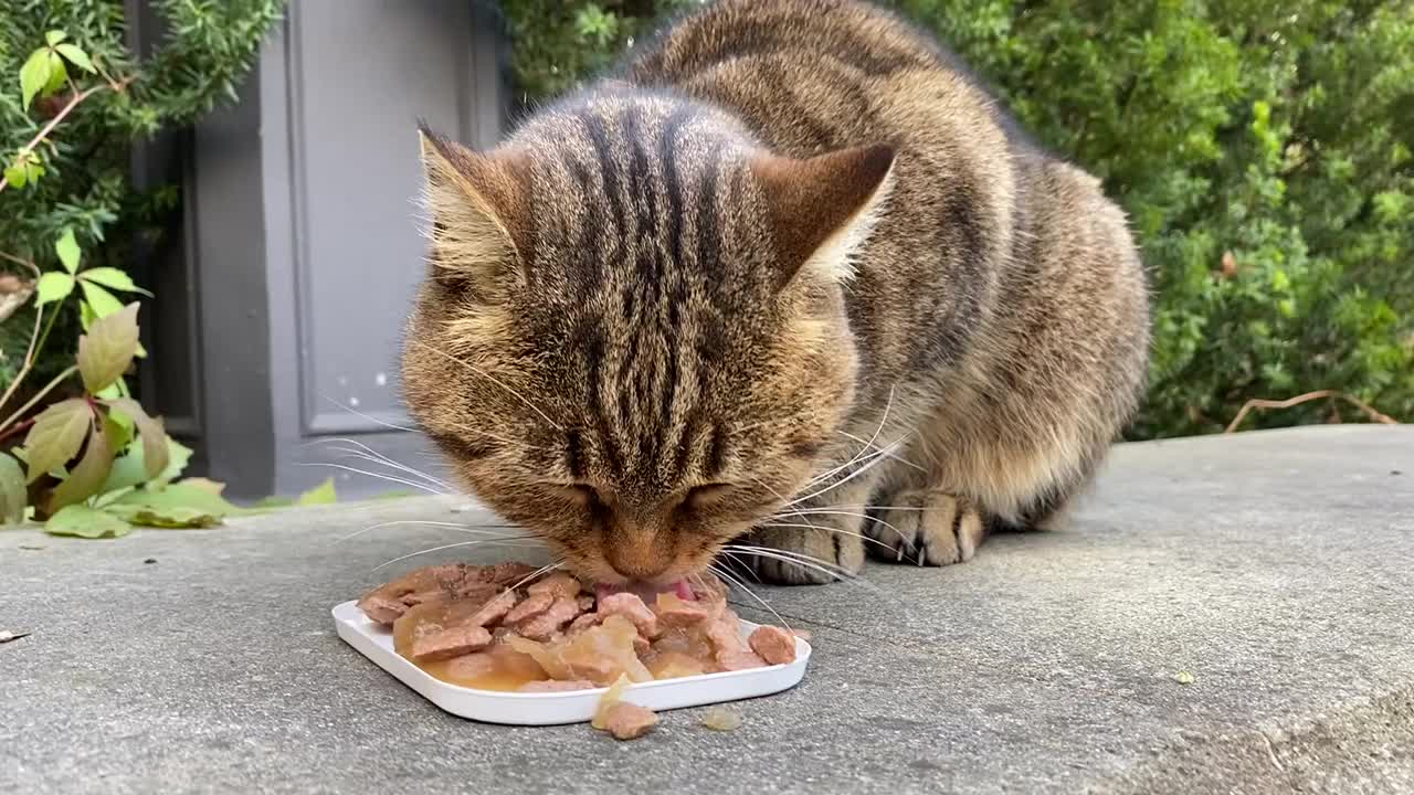 无家可归的灰斑猫正在吃东西。拍这段视频的钱都用来喂养流浪动物了。视频素材