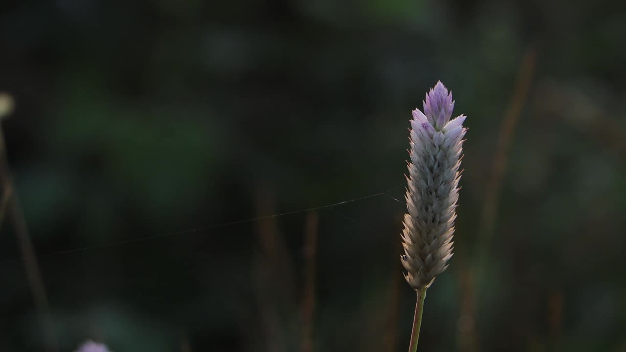 灌木丛中的野花在晨风中轻轻摇曳视频素材