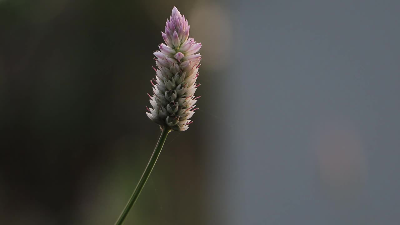 灌木丛中的野花在晨风中轻轻摇曳视频素材