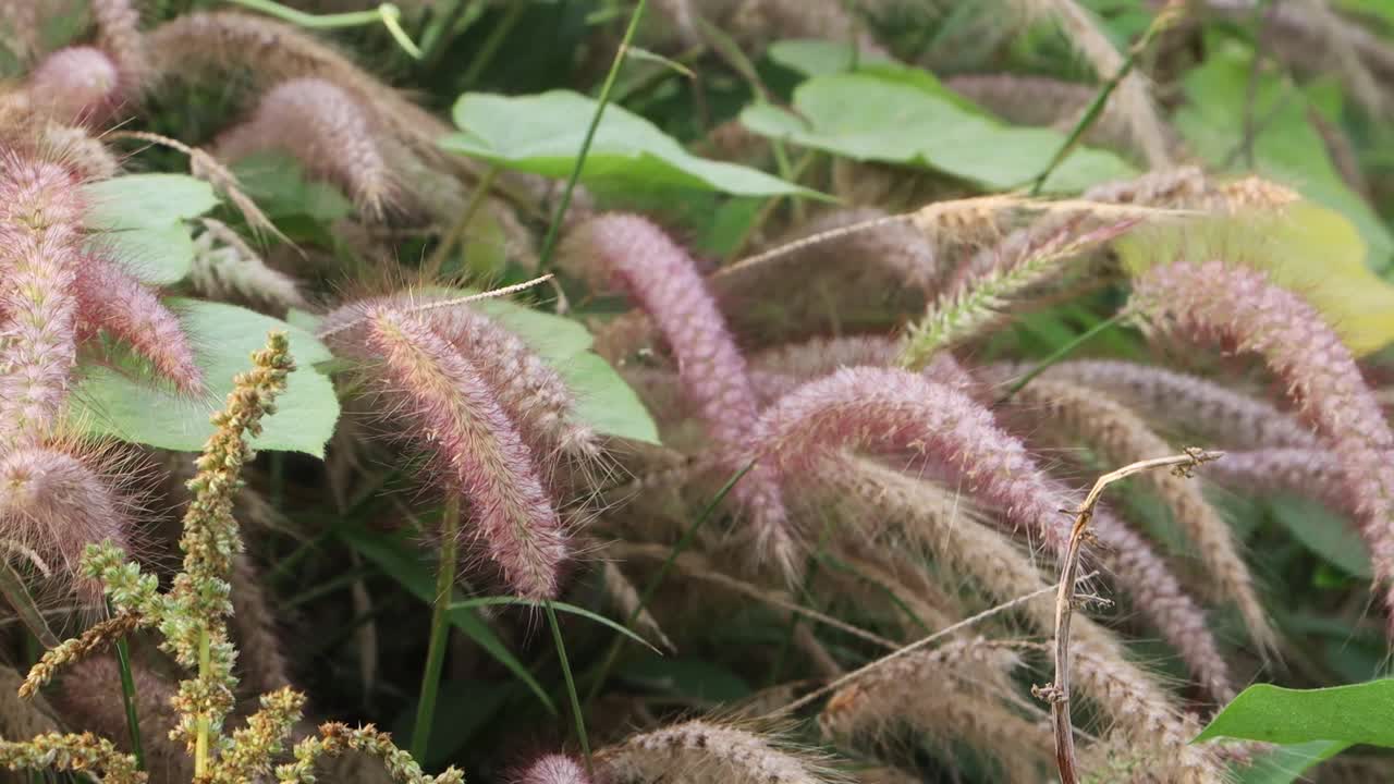 灌木丛中的野花在晨风中轻轻摇曳视频素材