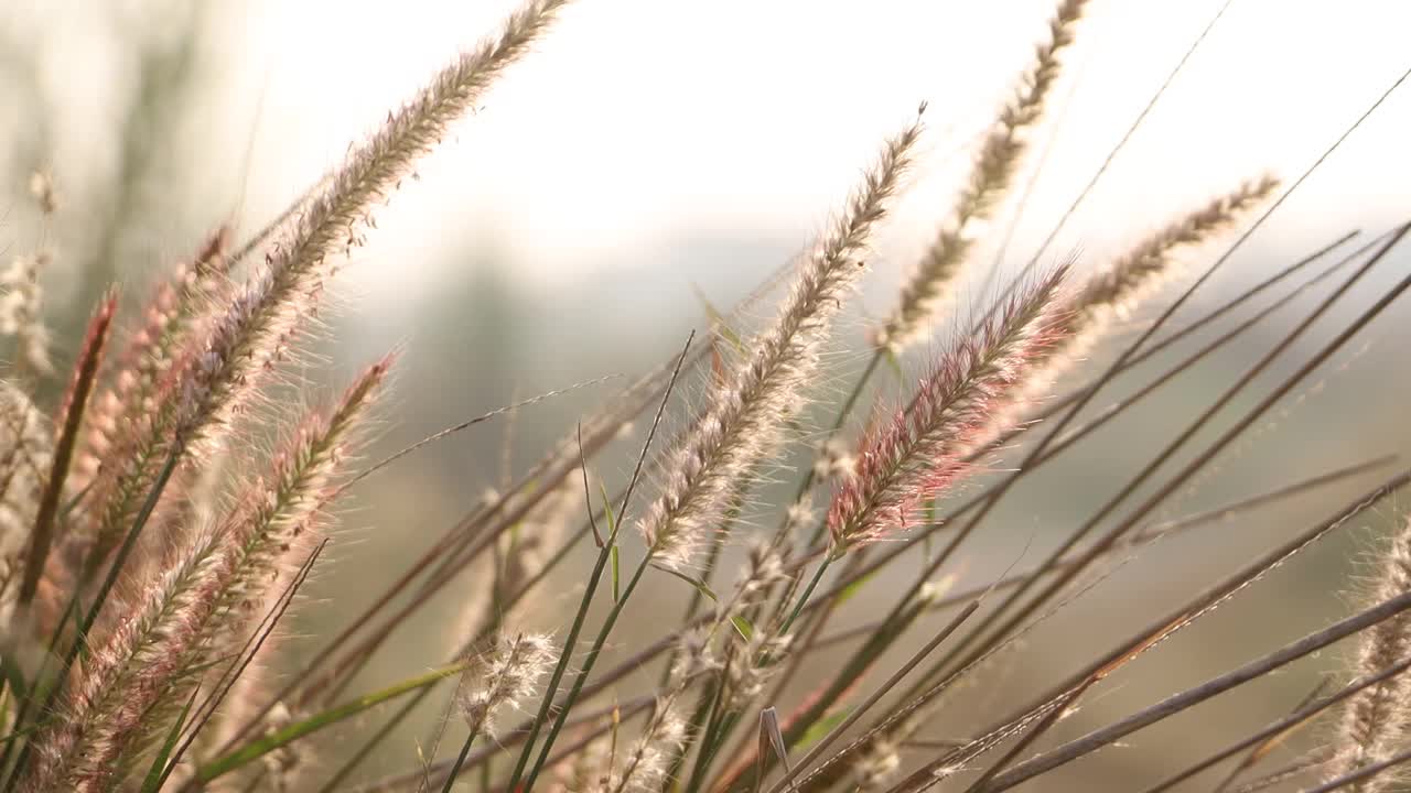 灌木丛中的野花在晨风中轻轻摇曳视频素材