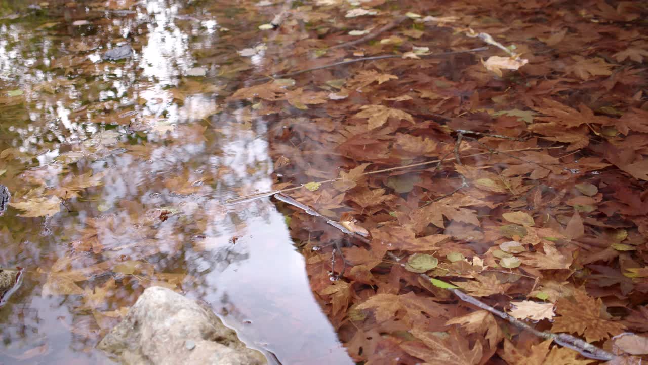 树叶在秋天的水中流动视频素材