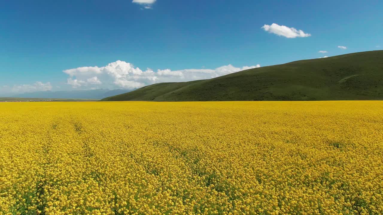 无人机油菜花航拍视频素材