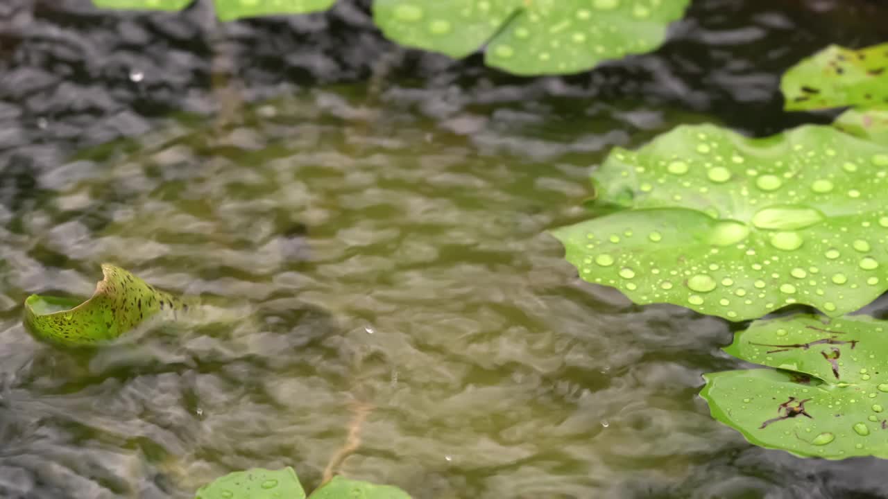 雨落在池塘里。视频素材