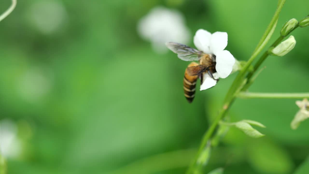 巨大的蜜蜂在白色的紫罗兰花上寻找花蜜视频素材