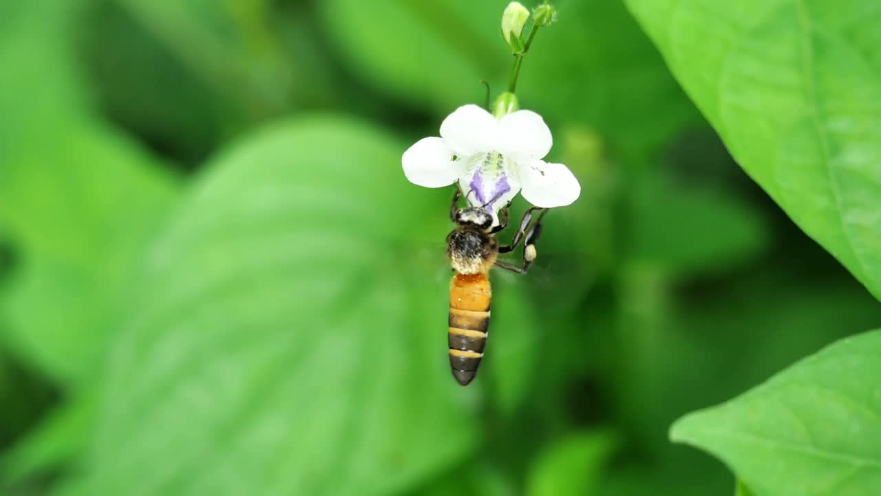 巨大的蜜蜂在白色的紫罗兰花上寻找花蜜视频素材