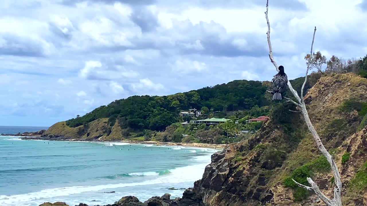 黑海鸟在海岬分支视频素材