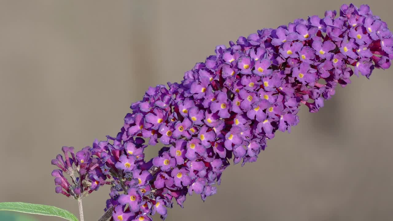 醉鱼花或醉鱼花(醉鱼花)的近景。这种植物通常被称为蝴蝶丛视频素材