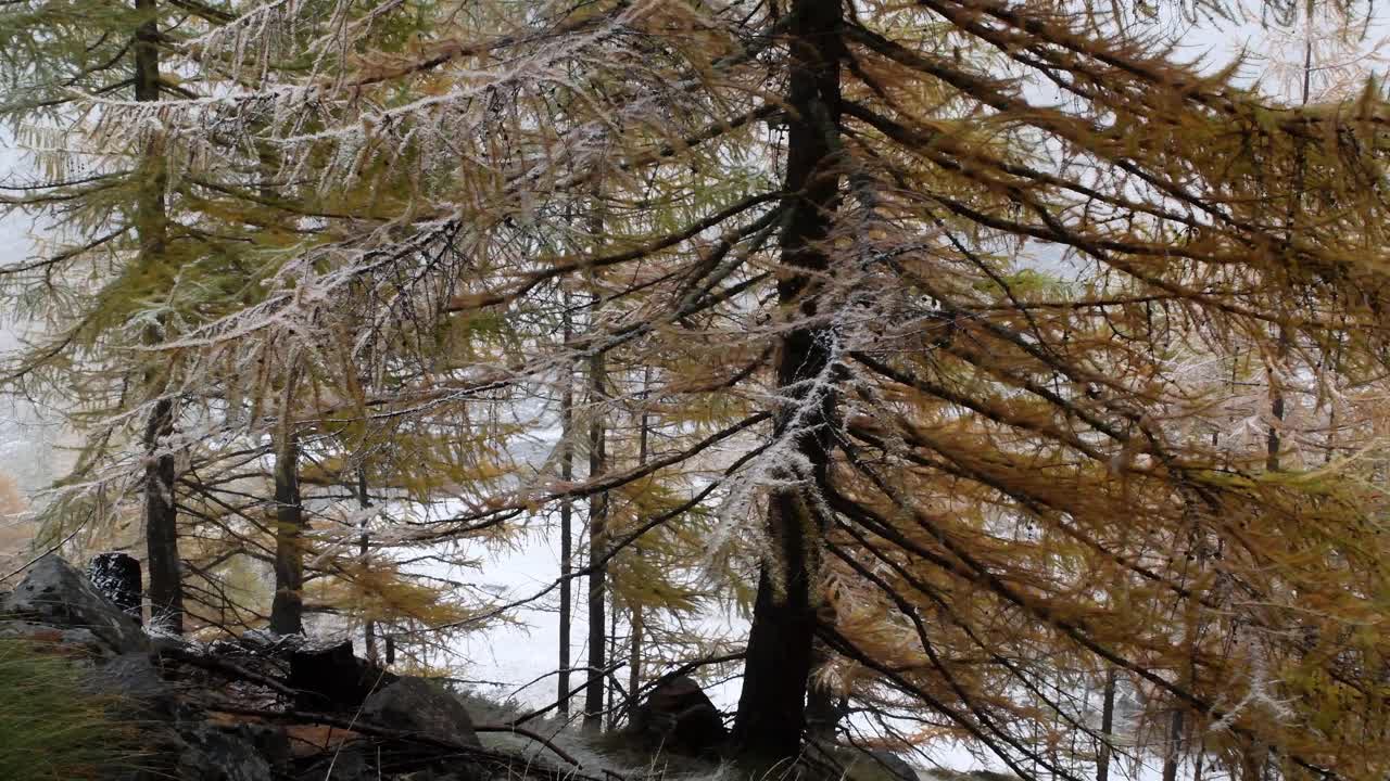 秋天开始下雪了，山上，下雪，视频素材