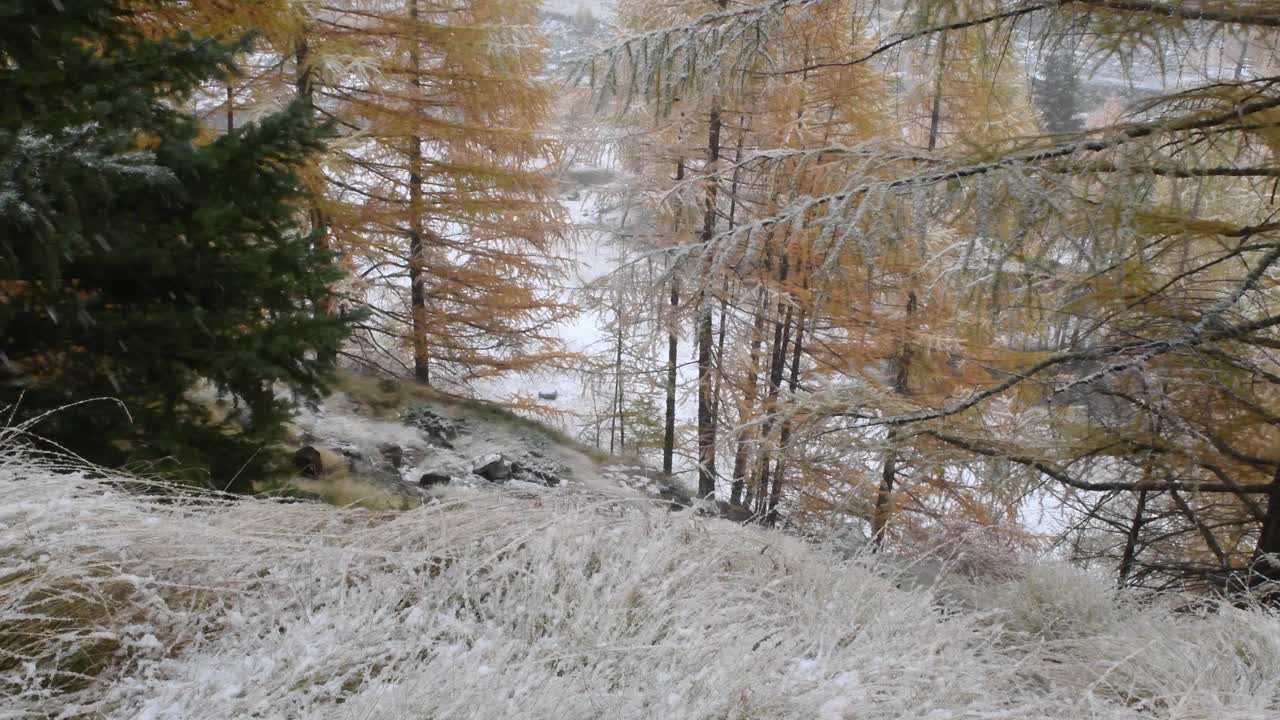 秋天开始下雪了，山上，下雪，视频素材