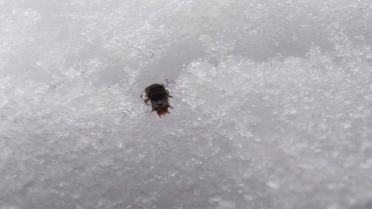 昆虫入雪，入山，入冬视频素材