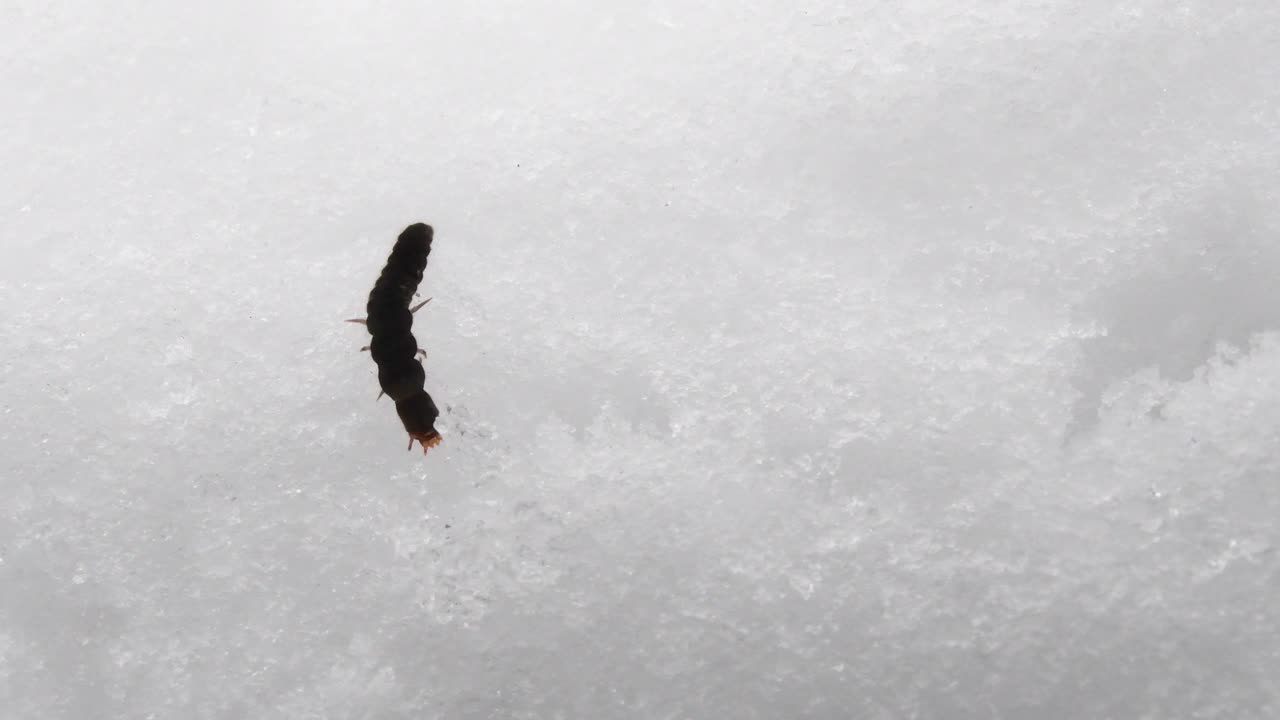 昆虫入雪，入山，入冬视频素材