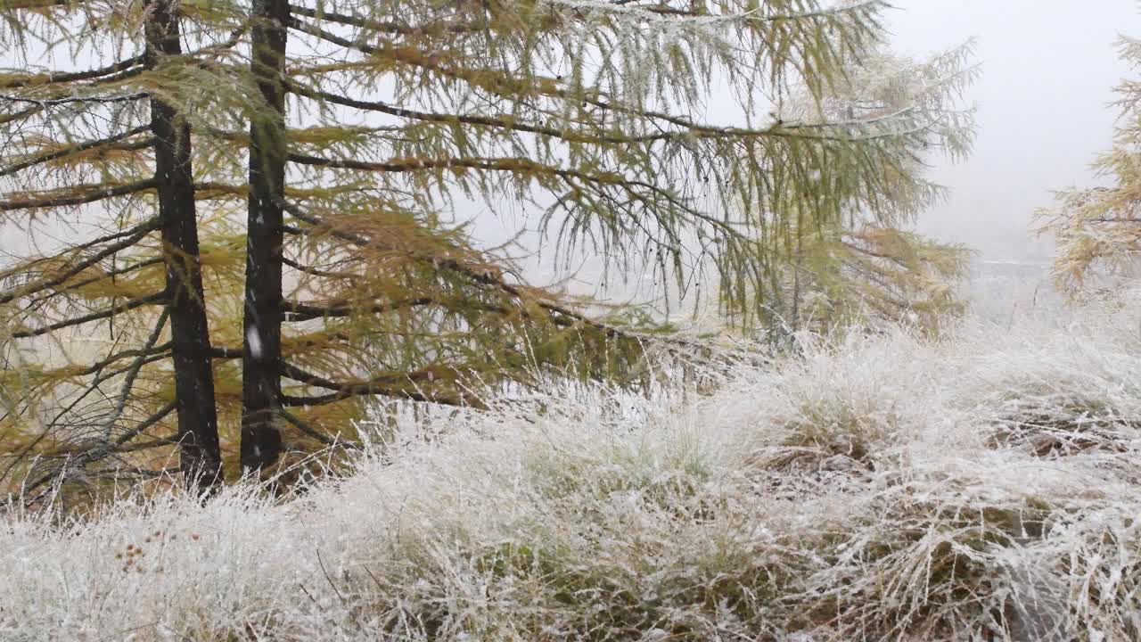 秋天开始下雪了，山上，下雪，视频素材