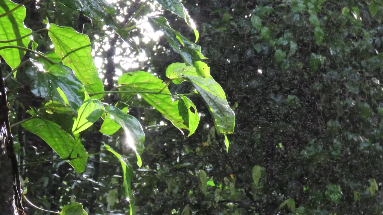 热带雨林与阳光和水喷雾对树视频素材