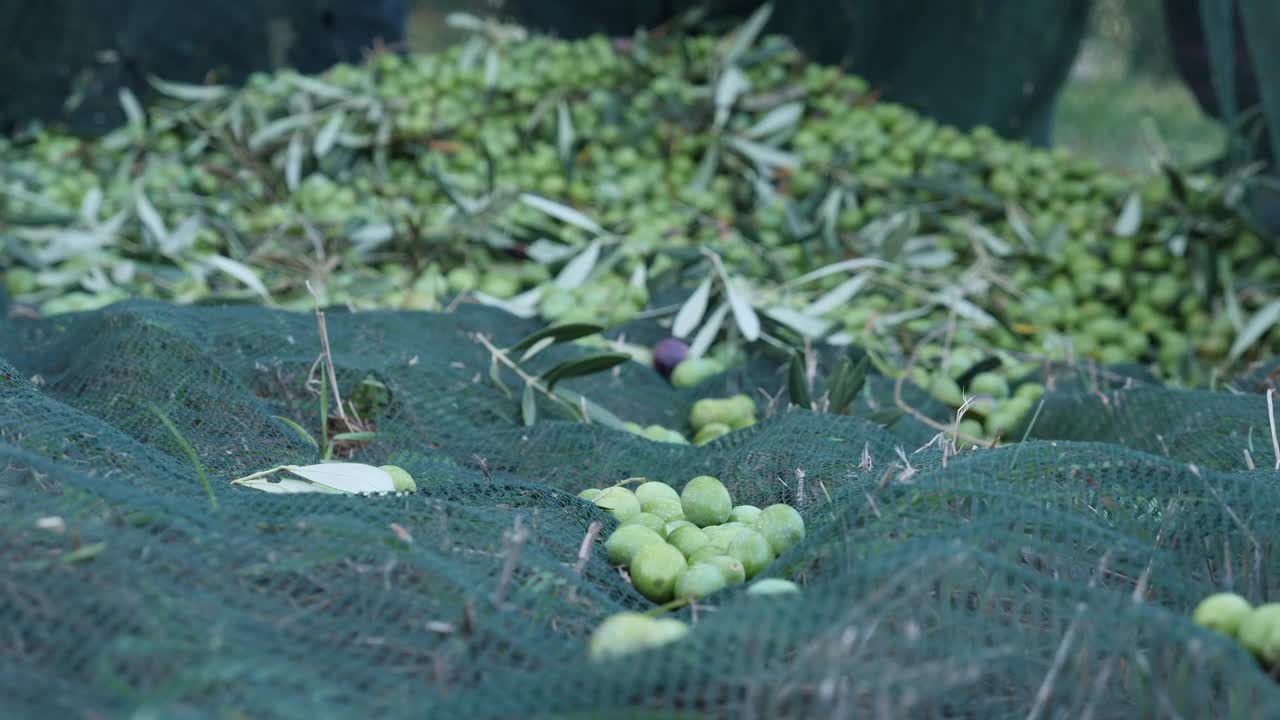 手工采摘橄榄，典型的意大利传统。视频下载