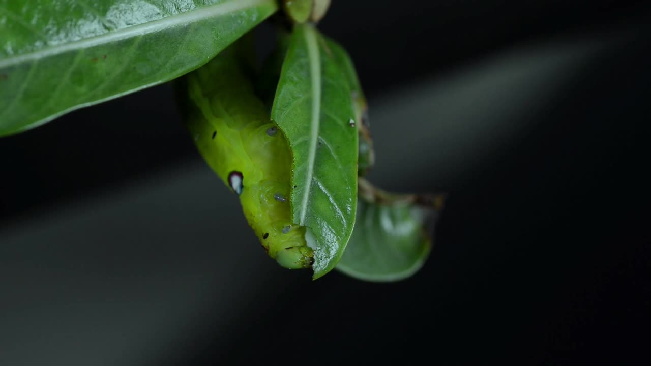 绿色毛虫吃树叶的特写镜头。毛虫是蛾子或蝴蝶的幼虫阶段。视频素材