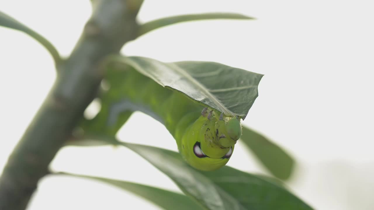 绿色毛虫吃树叶的特写镜头。毛虫是蛾子或蝴蝶的幼虫阶段。视频素材