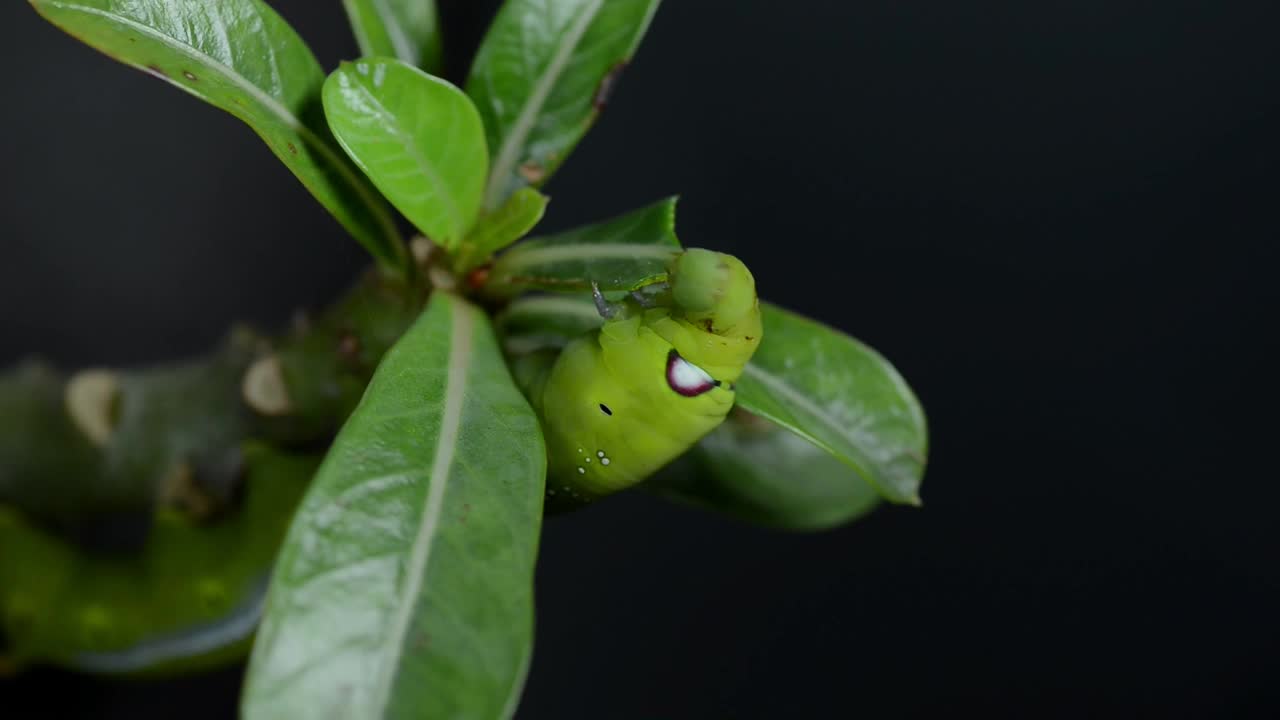 绿色毛虫吃树叶的特写镜头。毛虫是蛾子或蝴蝶的幼虫阶段。视频素材