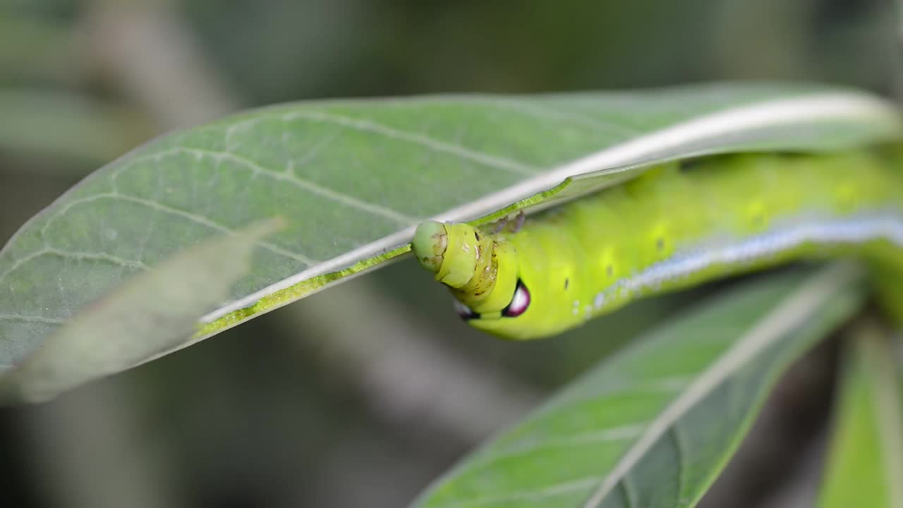 绿色毛虫吃树叶的特写镜头。毛虫是蛾子或蝴蝶的幼虫阶段。视频素材