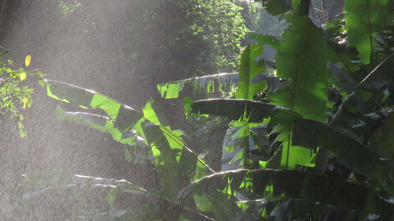 热带雨林与阳光和水喷雾对树视频素材