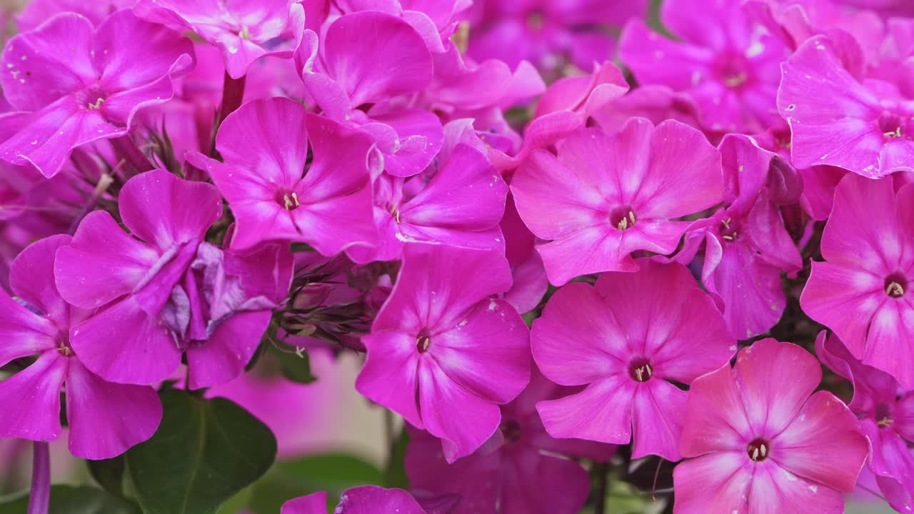 福禄科(phlox paniculata)的红花视频素材