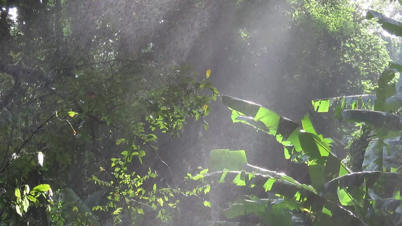 热带雨林与阳光和水喷雾对树视频素材