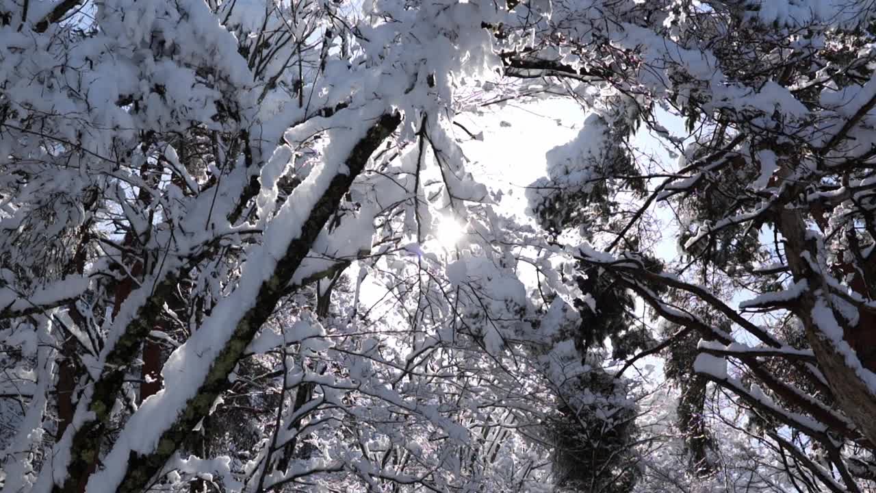 森林里的雪被阳光融化(超慢镜头)视频素材