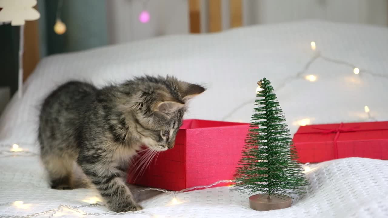 小猫在白色毯子上玩礼品盒。圣诞节的背景。小灰猫在一个红色的礼品盒里跳。可爱的小宠物。有趣的动物们。活着的礼物。有趣的圣诞礼物。视频素材