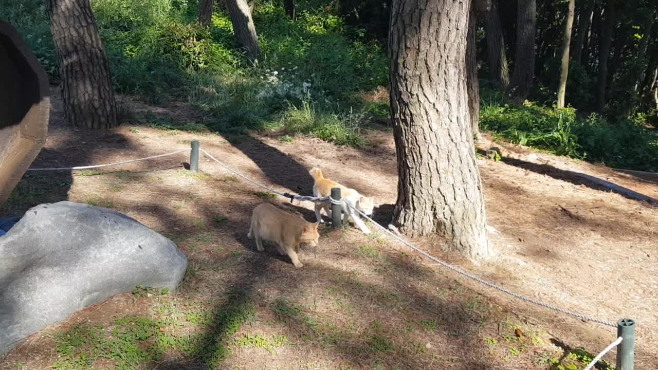 遇见一只猫视频素材