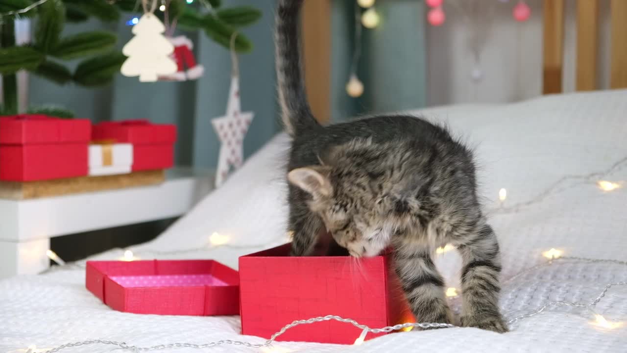 小猫在白色毯子上玩礼品盒。圣诞节的背景。小灰猫在一个红色的礼品盒里跳。可爱的小宠物。有趣的动物们。活着的礼物。有趣的圣诞礼物。视频素材