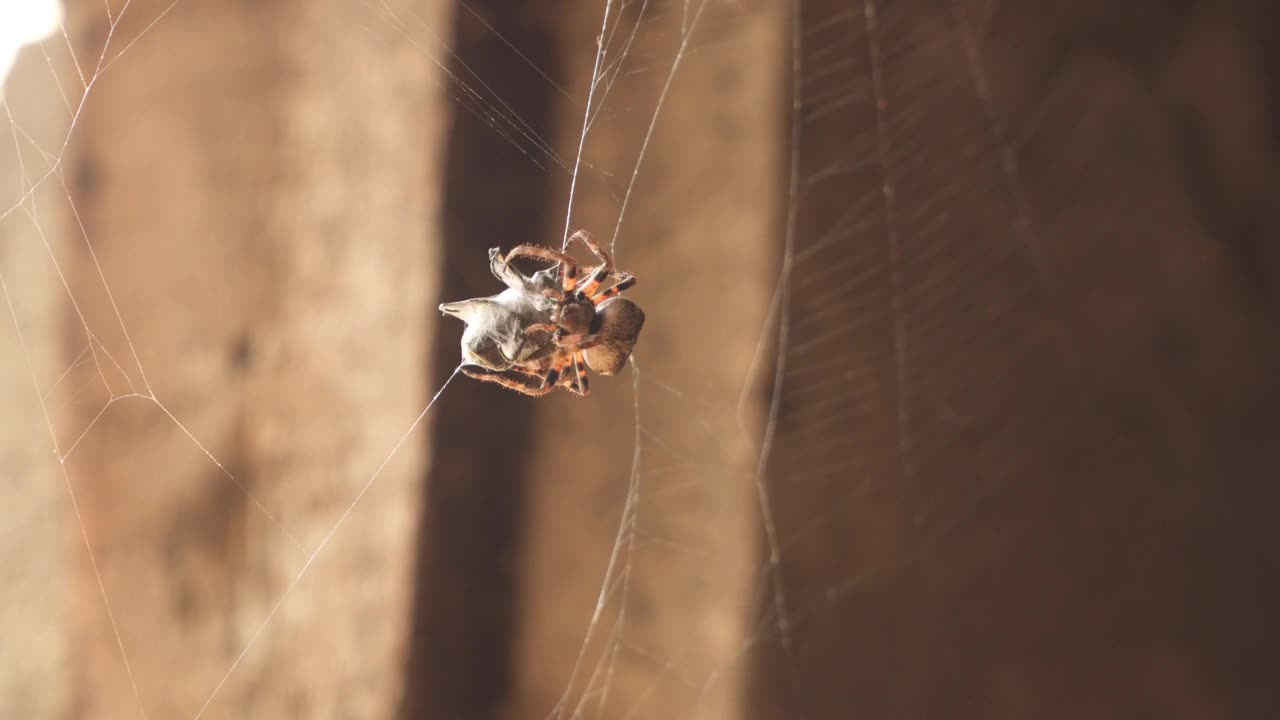 蜘蛛把捕获的猎物包裹起来视频素材