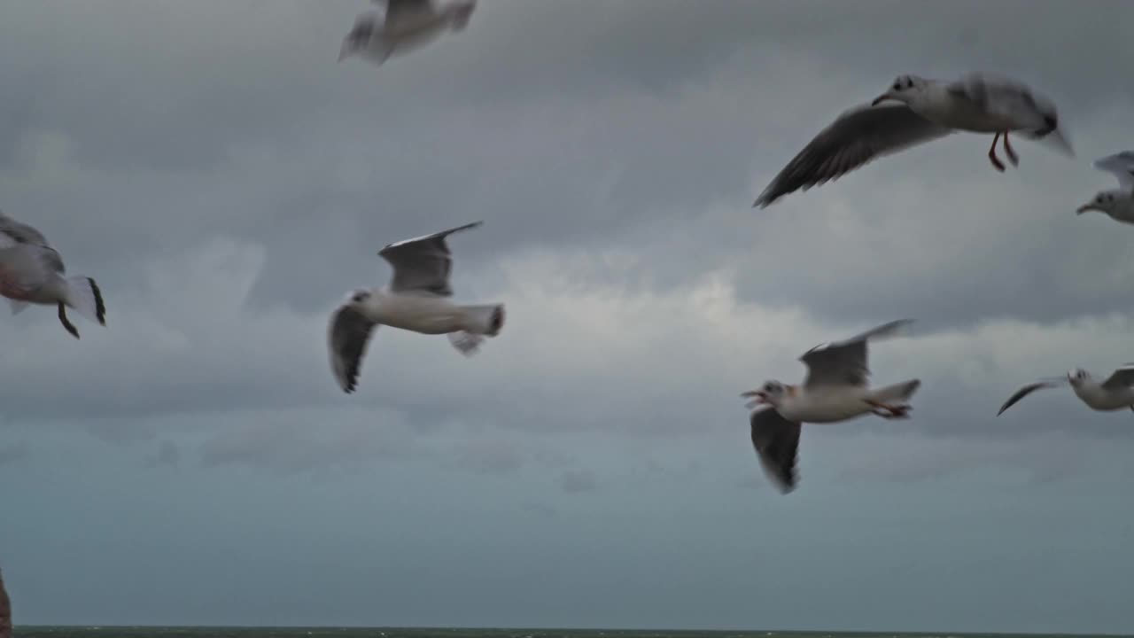 海鸥在海洋上空飞行。视频素材