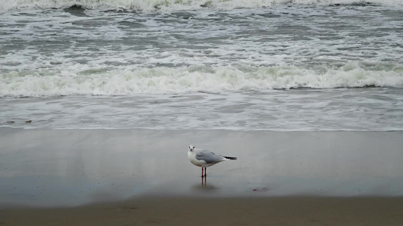 海鸥在海边视频素材