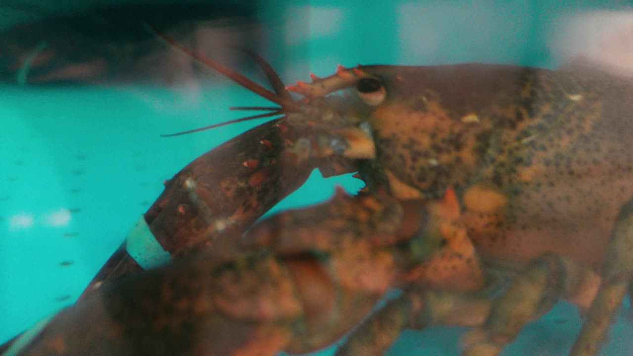 水族馆里等待出售的大龙虾视频素材